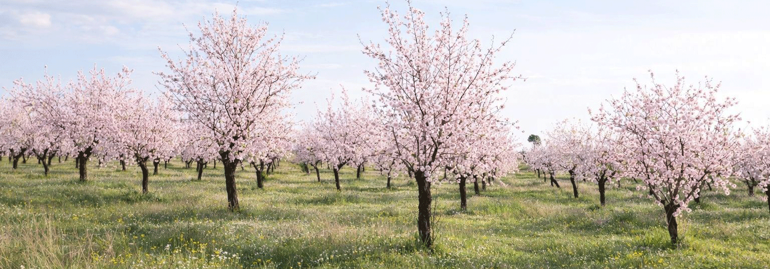 FINCA EN VENTA 73 HAS. ALMENDROS VIÑA EN SONSECA