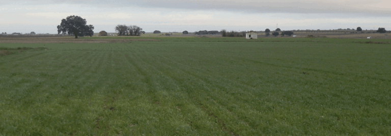 FINCA EN VENTA 9 HAS. LABOR REGADÍO EN DAIMIEL