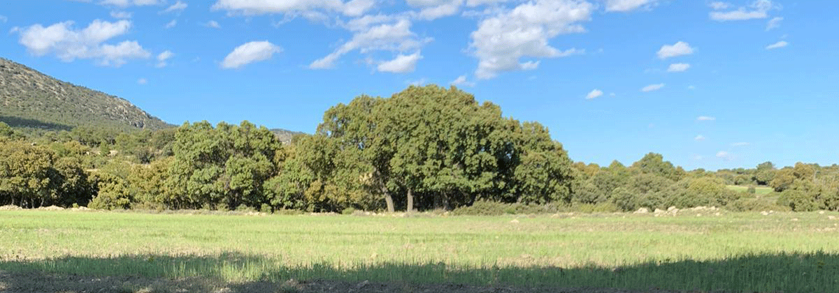 Finca rústica referencia 696