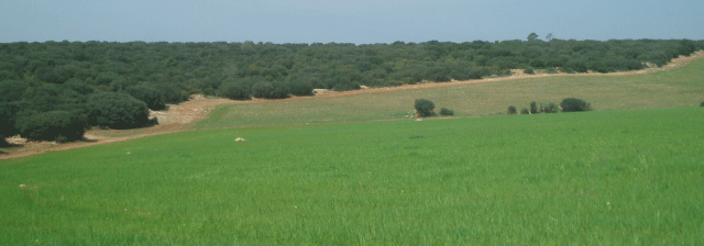 Finca 697 · 697-portada