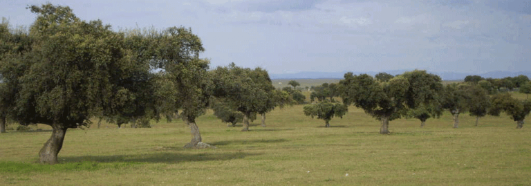FINCA EN VENTA 1.450 HAS. DEHESA OLIVAR