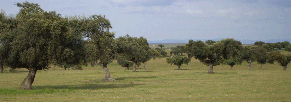Finca 698 · 698-portada