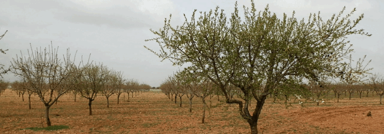 FINCA EN VENTA 50 HAS. LABOR-ALMENDROS REGADÍO EN CIUDAD REAL