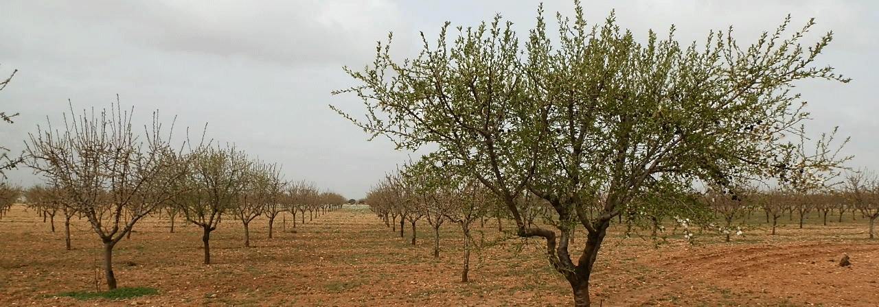 FINCA EN VENTA 50 HAS. LABOR-ALMENDROS REGADÍO EN CIUDAD REAL