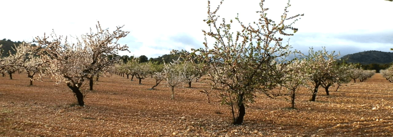 FINCA EN VENTA  125 HAS. LABOR-ALMENDROS-MONTE EN ALBACETE