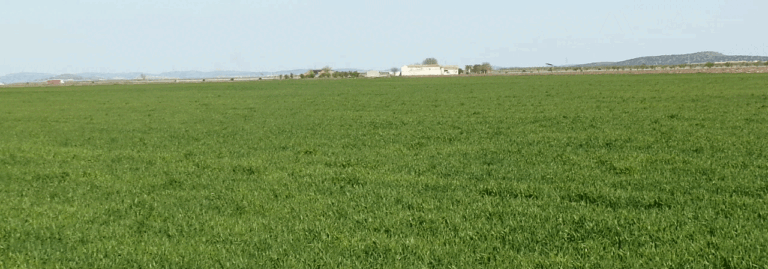FINCA EN VENTA 366 HAS. LABOR VIÑA RIEGO EN TOLEDO