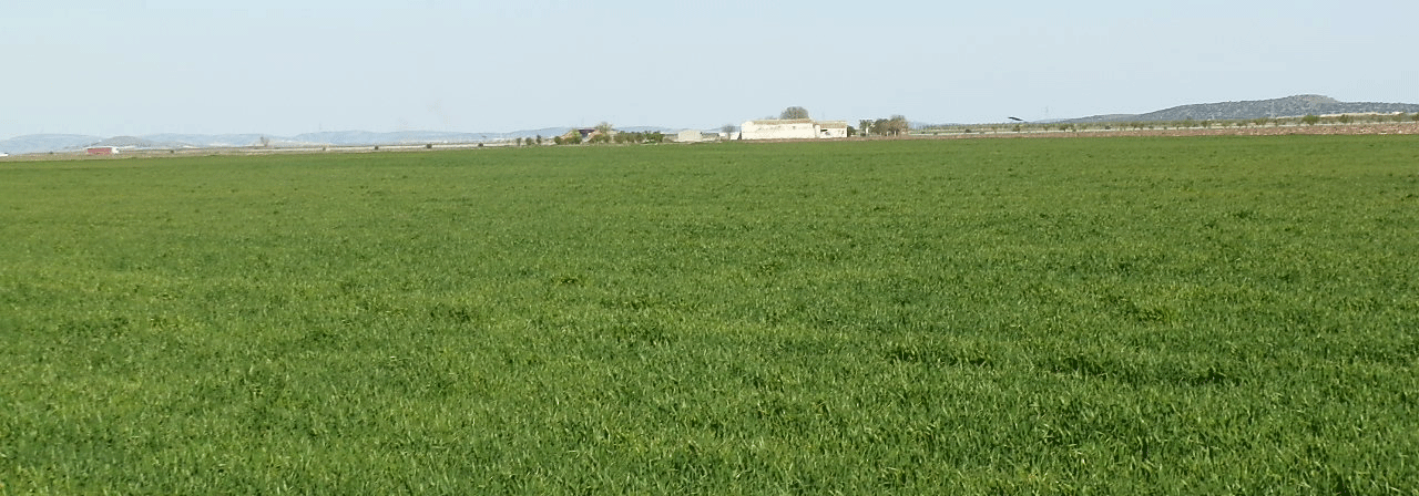 FINCA EN VENTA 366 HAS. LABOR VIÑA RIEGO EN TOLEDO