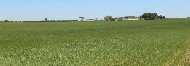 FINCA EN VENTA 295 HAS. LABOR SECANO VIÑA RIEGO EN LA GINETA (ALBACETE)