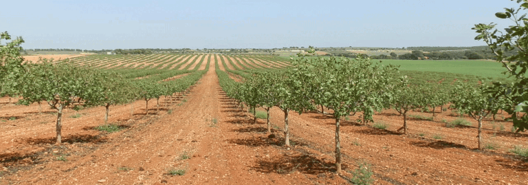 FINCA DE PISTACHO EN PRODUCCIÓN – 70 HA – REGADÍO + ENERGÍA SOLAR – BELMONTE (CUENCA)