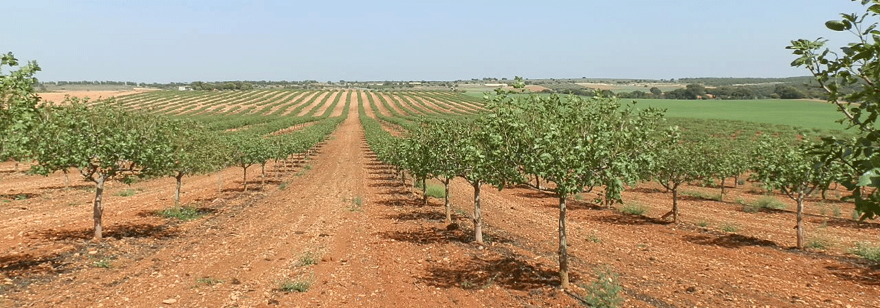 FINCA DE PISTACHO EN PRODUCCIÓN – 70 HA – REGADÍO + ENERGÍA SOLAR – BELMONTE (CUENCA)