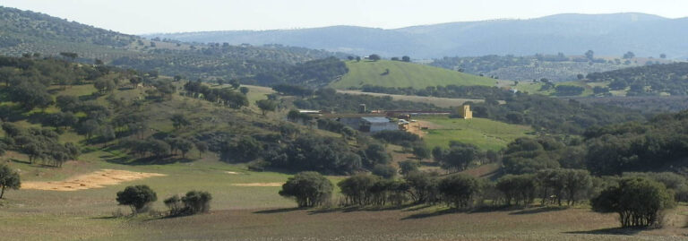 FINCA EN VENTA DE RECRERO GANADERA EN VENTA – 25 HAS – PROXIMA A ALMURADIEL (C-REAL)