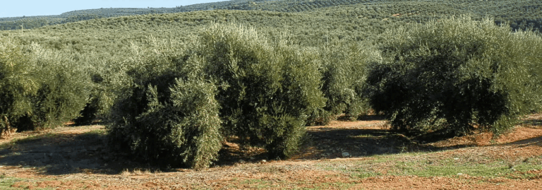 FINCA EN VENTA 36 HAS. OLIVAR REGADÍO EN PUENTE DE GENAVE (JAEN)